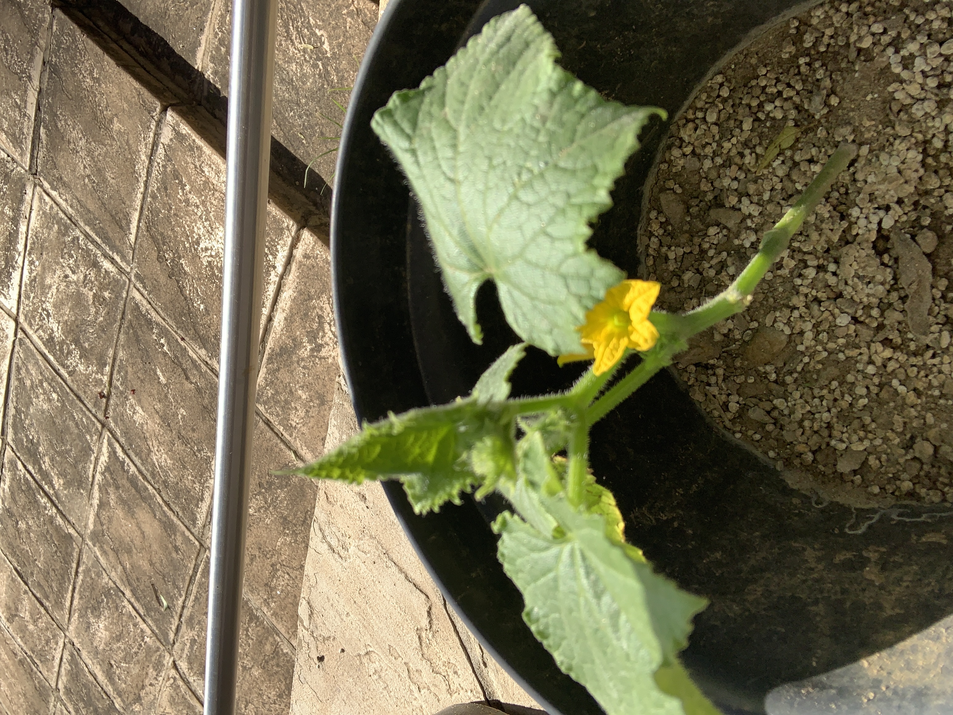 Cucumber plant with flowers blooming